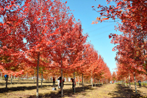 草莓视频入口在线观看的秋