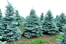 今年蓝杉格外蓝