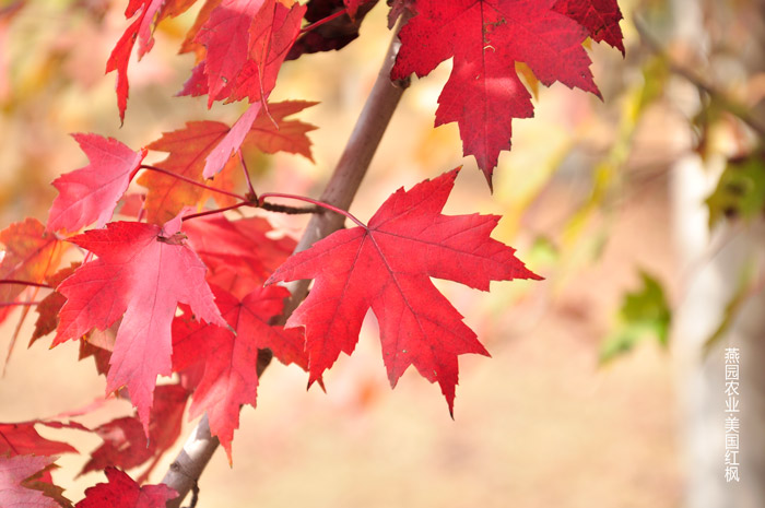 霜染秋枫红