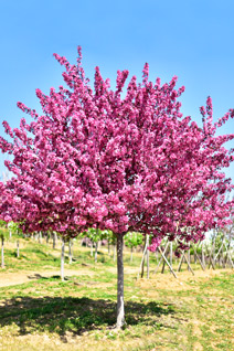 草莓视频APP污色观看在线海棠