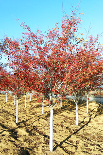 草莓视频APP污色观看在线山楂