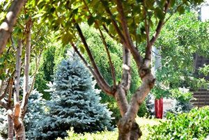 吸引定律下，自立、坚韧、内敛的一众，才不约而同的认准了蓝杉吧~