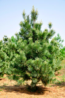 草莓视频APP污色观看在线柔枝松