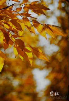 Alkaid摄影作品展……