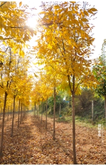 白蜡，靓出好心情