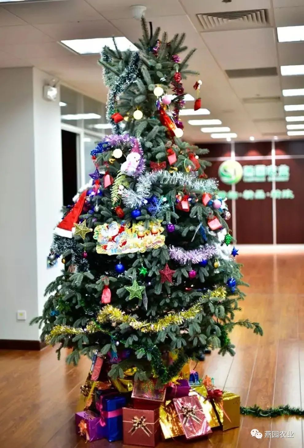 要我说，“节日树”的头衔，……