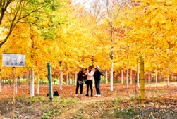 叶色集 | 沐浴在秋天的温暖与……