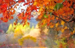 秋，即将点亮多彩叶色