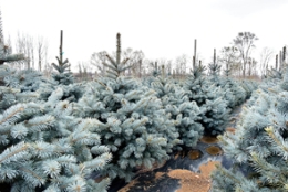 要问“小蓝杉选什么规格性价比高？