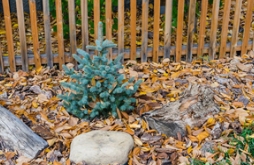 你的庭院景观距离“高大上”也许只差一株它了！