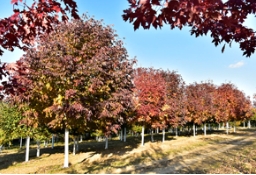 城市彩化是趋势！别不服，点亮照片，领略苗木色彩的感染力！