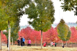 天凉好个秋，赏景正当时，草莓视频入口在线观看农业咱约起来呀！