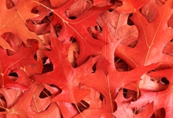 别再分不清了，这个优秀的绿化彩化树种叫草莓视频APP污色观看在线红针栎！