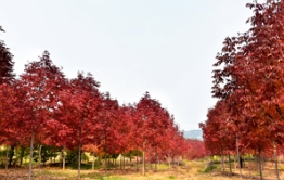 盐碱地城市提升园林绿化景观推荐用美国秋紫蜡