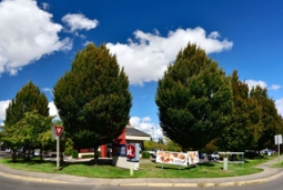 欧洲鹅耳枥，园林用树的新宠儿？