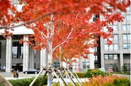 3.12植树节，选一株草莓视频入口在线观看苗木，种一片彩色世界！