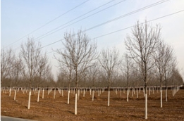 选购精品彩叶树，看准长相，认准企业，So easy!