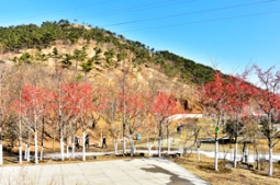 冬季里，这些彩色苗木身手不凡