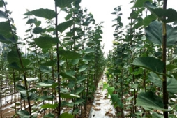 草莓视频入口在线观看金桐力小苗已经为您备好！