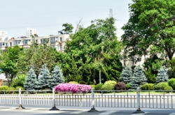 园林绿化中科罗拉多蓝杉怎么用？随意用！