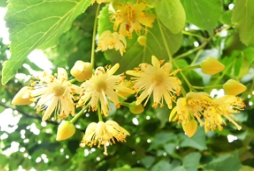 “粽”情蜜意，端午椴花浓