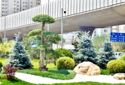 一株蓝杉蓝，温柔了春天，慰藉了心灵