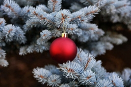 科罗拉多蓝杉陪你过圣诞