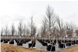 想反季节移植苗木？这都不是事！