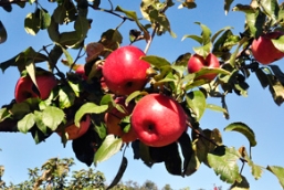 赏秋色、摘苹果，草莓视频入口在线观看农业欢乐行走起！