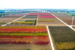 苗木基地进驻,小村实现有景有业