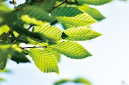 欧洲鹅耳枥---漂亮得不像实力派