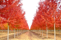 美国红枫设计素材分享