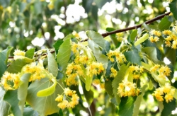 六月，香甜的风，惬意的心，最浓的椴花