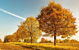 扎实日常林业保护工作，大力提升护林意识。