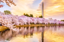 犹抱琵琶半遮面，樱花里的美娇娘