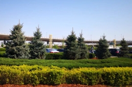 天道酬勤，草莓视频入口在线观看人致力将精品苗木植遍大江南北