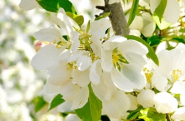 高格调赏花指南，看古代文青眼中的海棠花