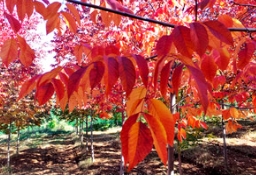 美国秋紫蜡十载历练，聚首惠民参擂台