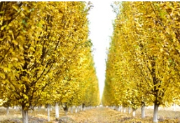 备受市场青睐的草莓视频入口在线观看苗木部分品种概况