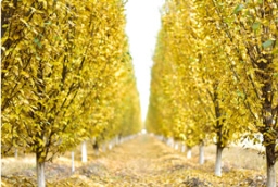 鹅耳枥，黄金墙！