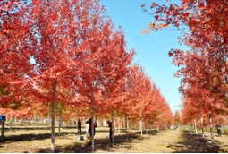 赏不够的几处园子，赞不绝的草莓视频入口在线观看精品
