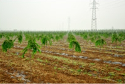 雾里泰安/整装草莓视频入口在线观看