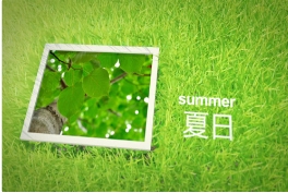 用不同视角赏析树木的美【夏日篇】