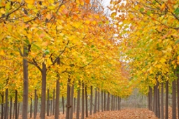 绿化彩化主力军：金桐力