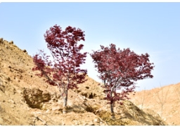 高大上的绿化项目，自然少不了高品质的草莓视频入口在线观看苗木！