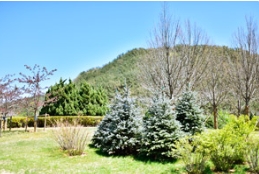 金桐力和蓝杉在工程项目上的表现究竟如何？