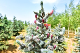 关于蓝杉，你不可不知的几件事！