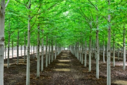 如果这个苗圃是你的，你将怎样开展销售？