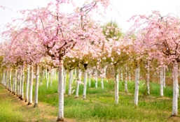 垂枝樱花嫁接繁育及养护技术