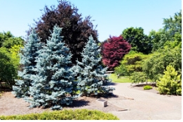 为什么说蓝杉是个百搭的树种，看了这些照片你就知道了！